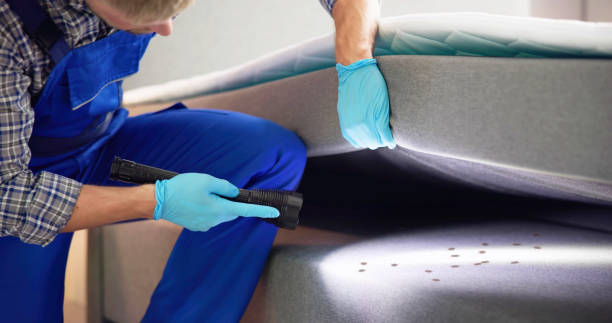 Best Ant Control Services  in St Paul Park, MN