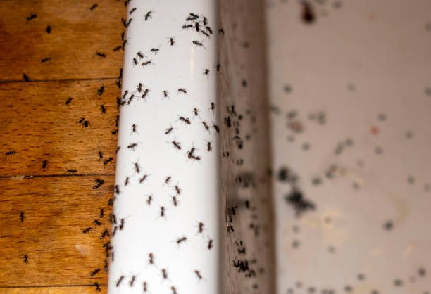 Reliable St Paul Park, MN Pest Control Solutions