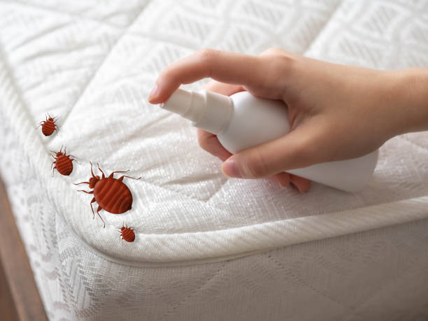 Best Local Pest Control Services  in St Paul Park, MN