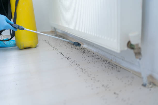 Best Flea Control Services  in St Paul Park, MN
